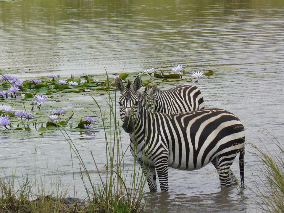 Explore the African plains with our fascinating exhibitors